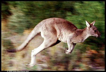 kangaroo